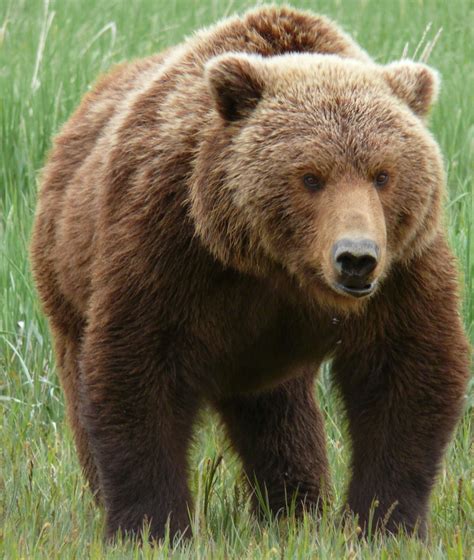 are there grizzly bears in china